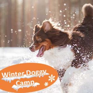 Winter Camp mit Hund