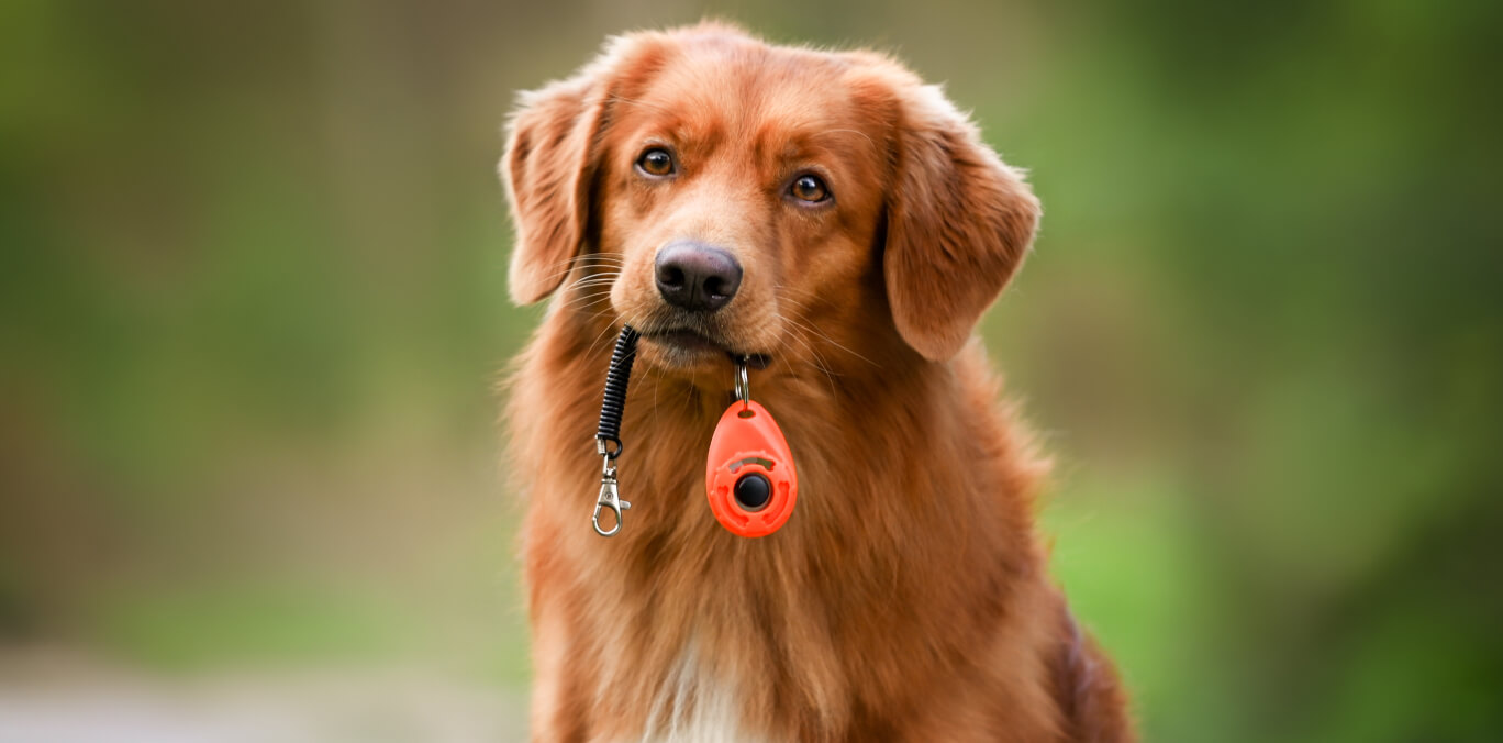 clickertraining