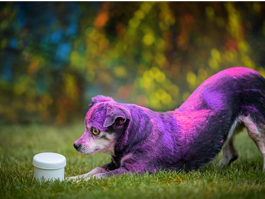 trickdog