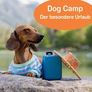 dog camp 2025