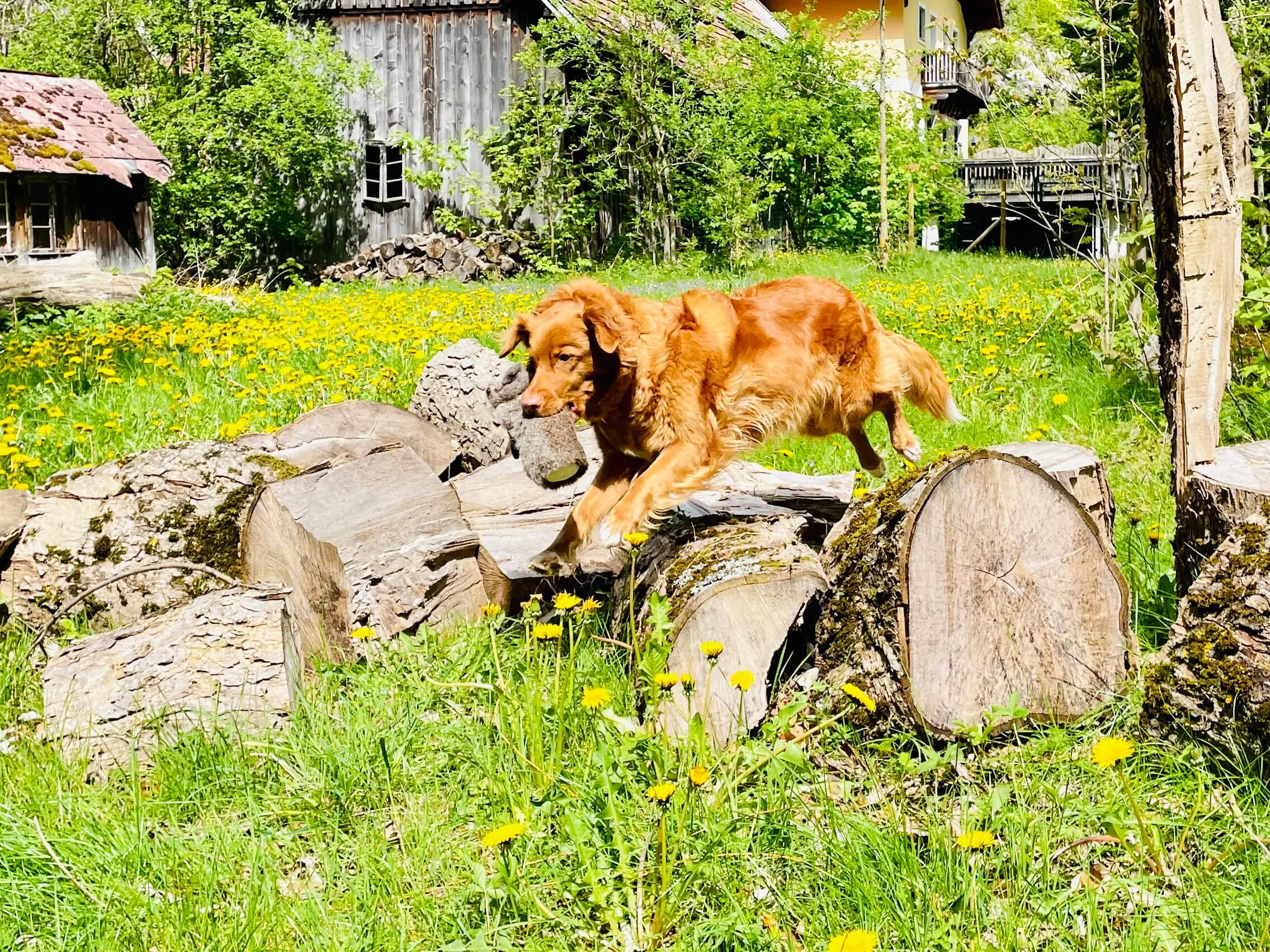 kurzurlaubmithund_dummy