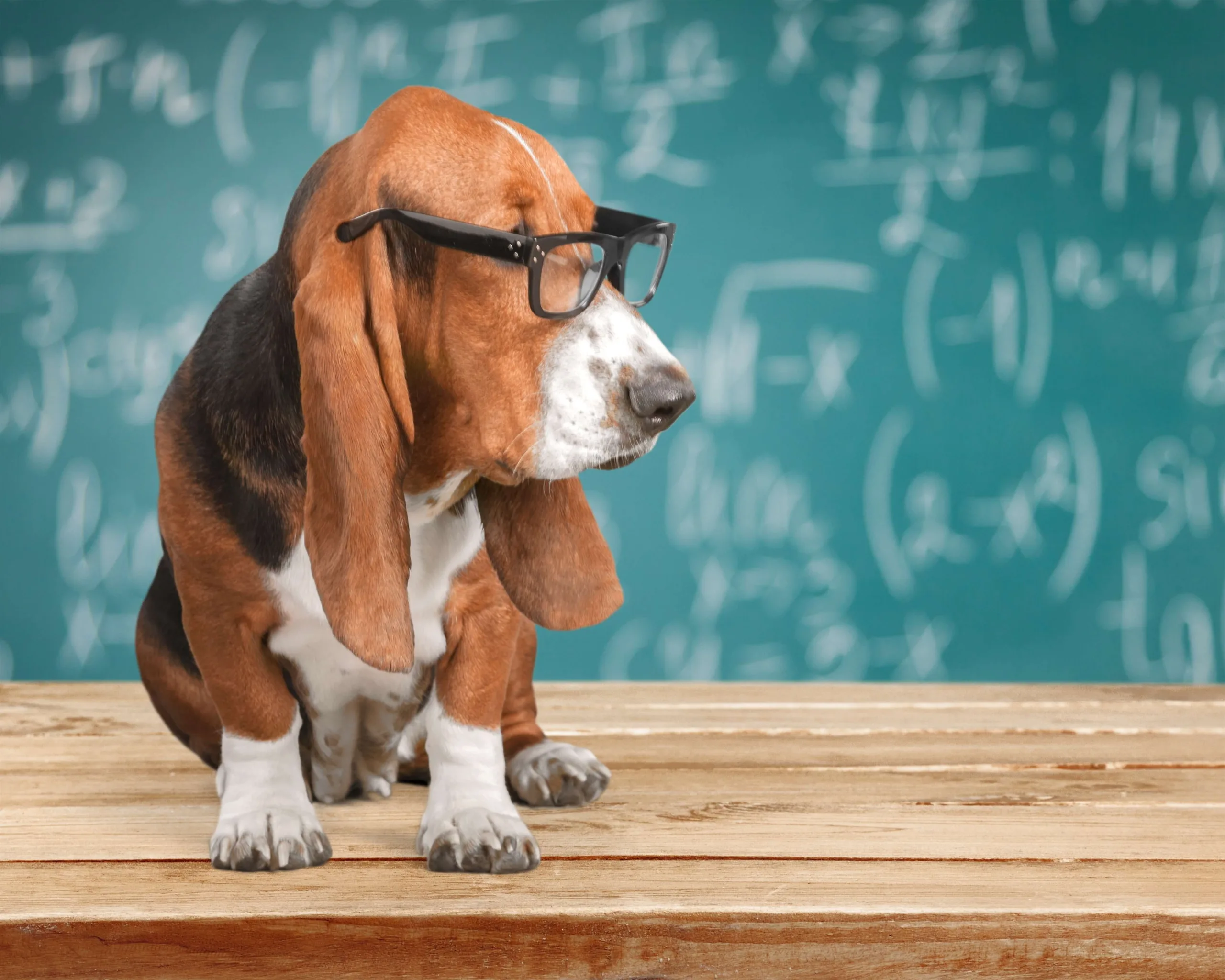forschunglabor_hundeurlaub